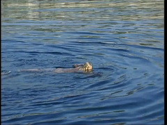 In den arsch, Grosser schwanz, Grosse titten, Blasen, Deutsch, Hd, Nackt, Vintage