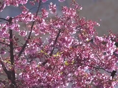 アジア人, フェラチオ, ボンデージ, 巨乳な, ハードコア