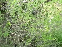 Rubia, Corridas, Alemán, Sexo duro, Al aire libre, Pov, Adolescente, Tetas