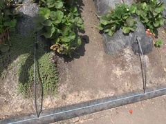 Amateur, Despelote, Al aire libre, Pequeña, Pov, Coño, Flaco, Tetas