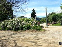 Grote lul, Bruinharig, Lul, Natuurlijke tieten, Buiten, Openbaar, Kut duiken, Tieten likken