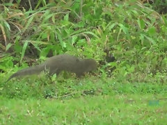 Blond, Pijpbeurt, Voeten, Orgasme, Buiten, Kut duiken, Bekijker, Nat