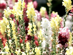 フェラチオ, 浮気する, イく瞬間, Hd, 淫乱熟女, 怪物, 現実, 叫ぶ