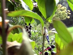 Grosse bite, Pisser, Voyeur