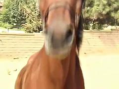 Anaal, Grote lul, Grote mammen, Pijpbeurt, Bruinharig, Sperma, Tieten likken, Oud