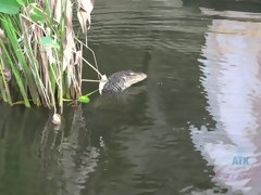 浴室, フェラチオ, 食べ物, 彼女, アウトドア, ハメ撮り, 公共, オッパイの